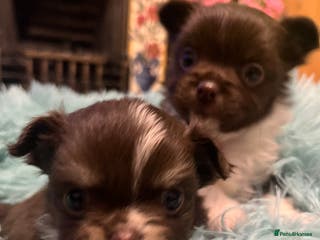 Chihuahua dogs Beautiful Longcoat Chocolate Chihuahuas - Advert 1