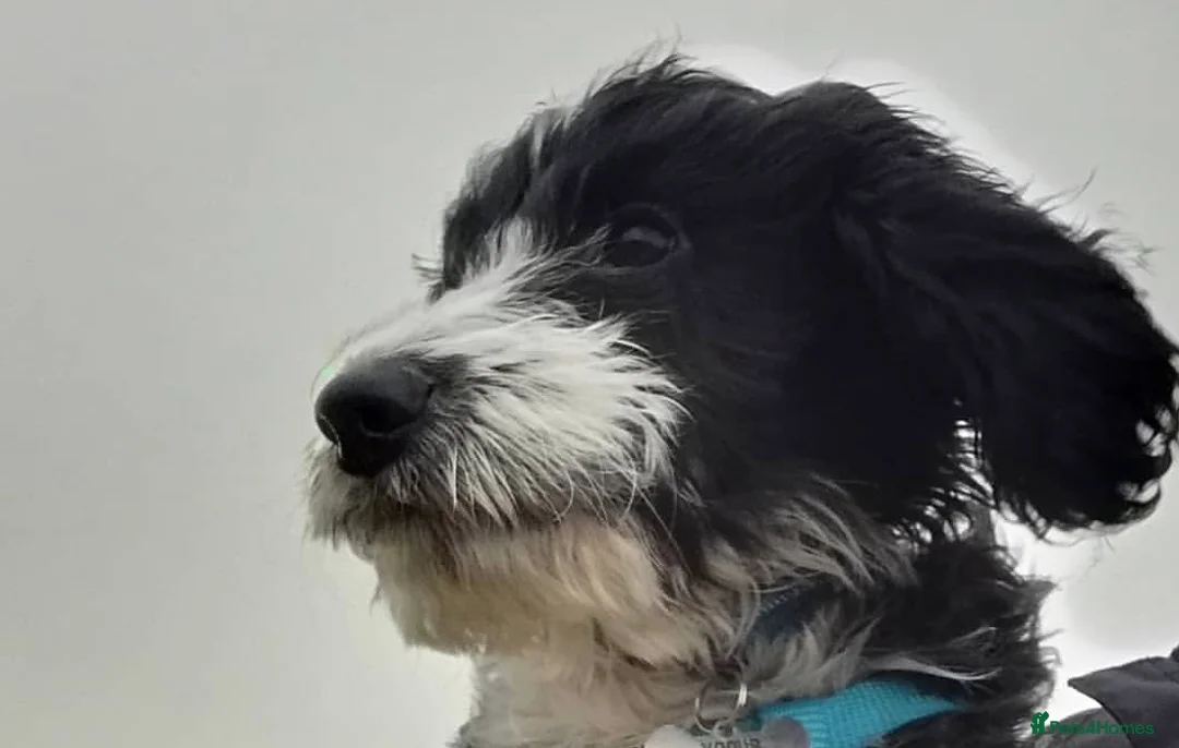 Cockapoo dogs for sale: Black and white Cockerpoo  in Sheringham - Advert 2