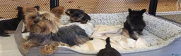 Yorkshire Terrier dogs for sale: Yorkshire Terrier puppies  from Licensed Breeder  - Advert 17