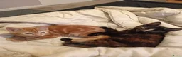 Mixed Breed cats for sale: Kittens - Advert 6