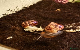 Snails invertebrates for sale: African land snails with enclosure  - Image 2