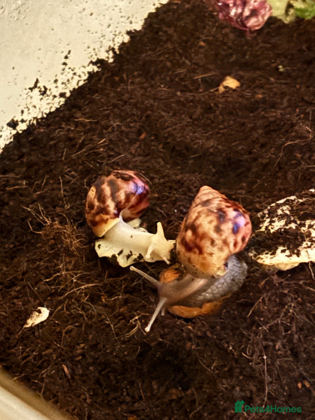 Snails invertebrates for sale: African land snails with enclosure  - Image 2