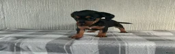 Jackshund dogs for sale: Beautiful jackshund puppies  in Cambridge - Advert 4