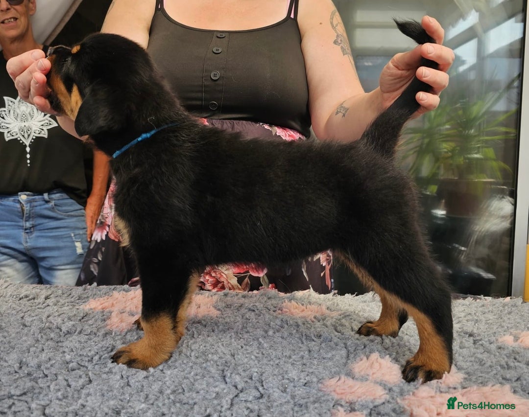 Rottweiler dogs for sale: Superb litter of dual purpose Rottweiler puppies. - Image 9