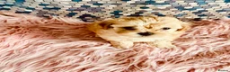 Maltipoo dogs for sale: F1 Korean multipoo one baby boy now available  - Advert 13