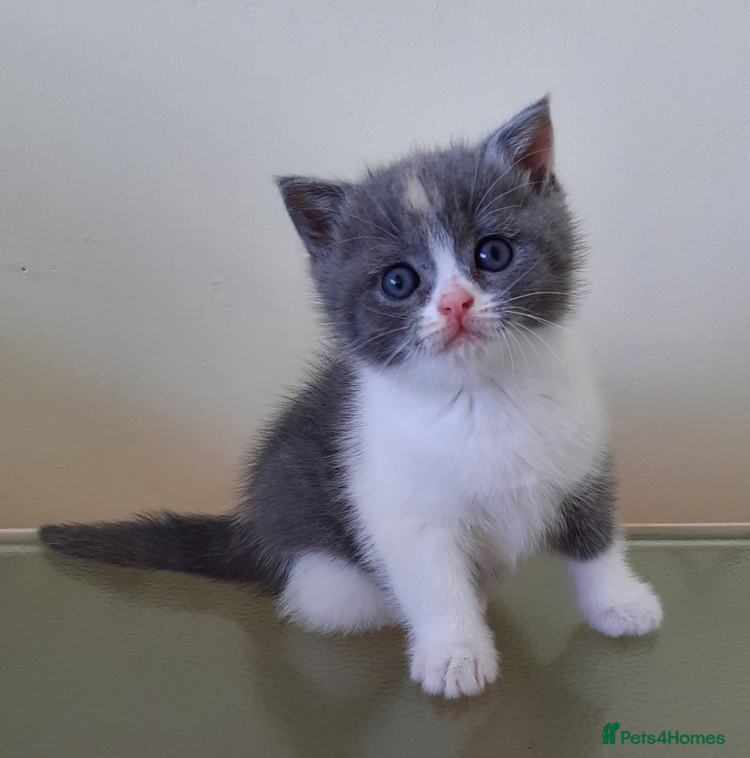 Scottish Fold cats for sale: SOLD---TICA Registered Scottish Straight Neutared  - Image 5