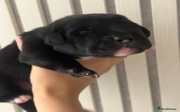 Mixed Breed dogs for sale: Shar Pei cross breed X Labrador Puppies  - Advert 6