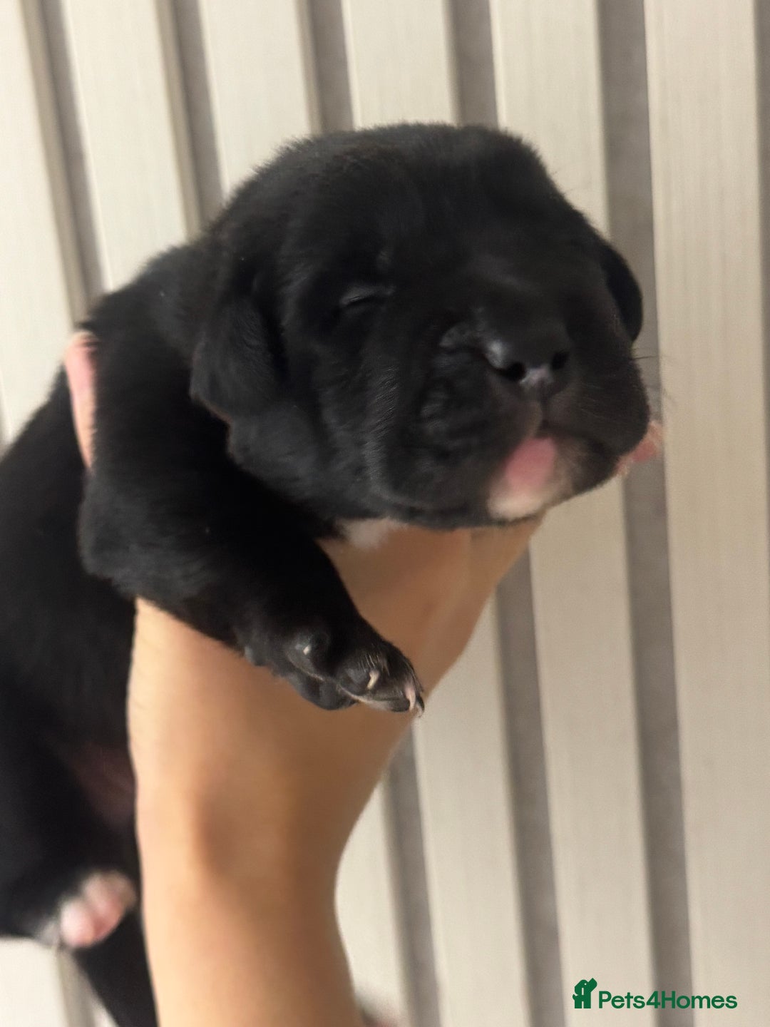 Mixed Breed dogs for sale: Shar Pei cross breed X Labrador Puppies  - Advert 6