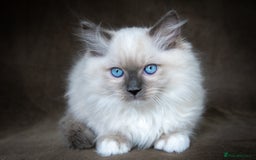 Ragdoll cats for sale: Stunning Ragdoll Kittens - Image 9