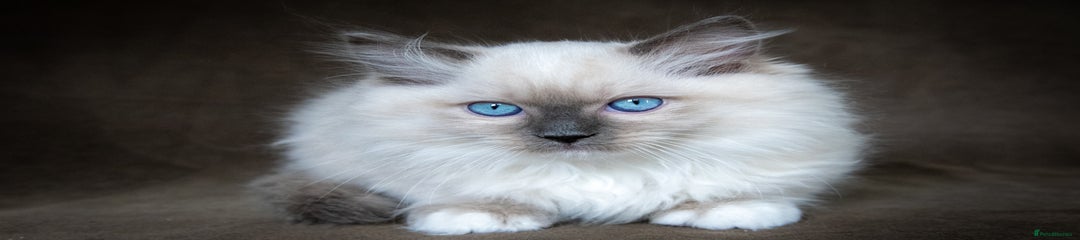 Ragdoll Kitten 1