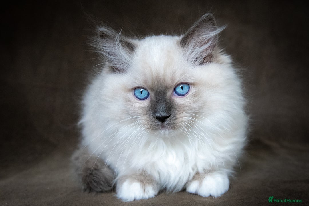 Ragdoll cats for sale: Stunning Ragdoll Kittens - Image 9