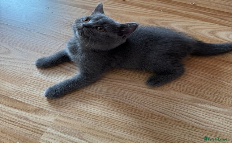 British Shorthair cats - Advert 4