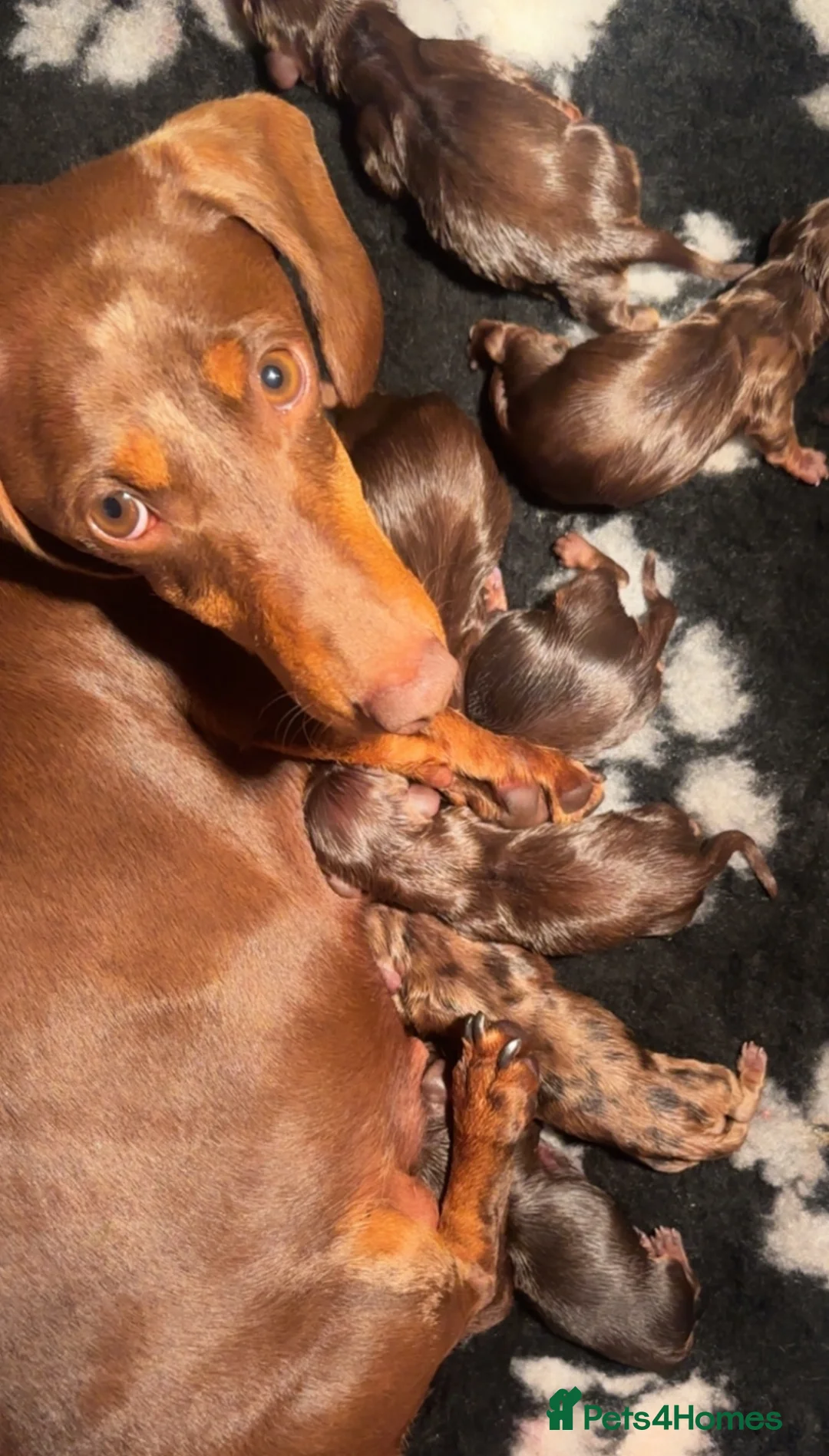 Miniature Dachshund dogs for sale: Miniature dachshunds  - Advert 10