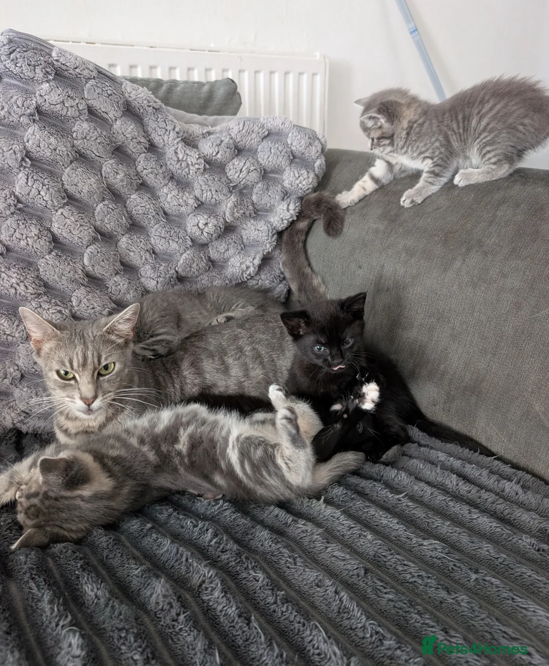 Mixed Breed cats for sale: 5 beautiful kittens  - Advert 2