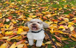 Miniature Poodle dogs for stud: Chocolate Merle Miniature Poodle for stud in Warrington - Image 2