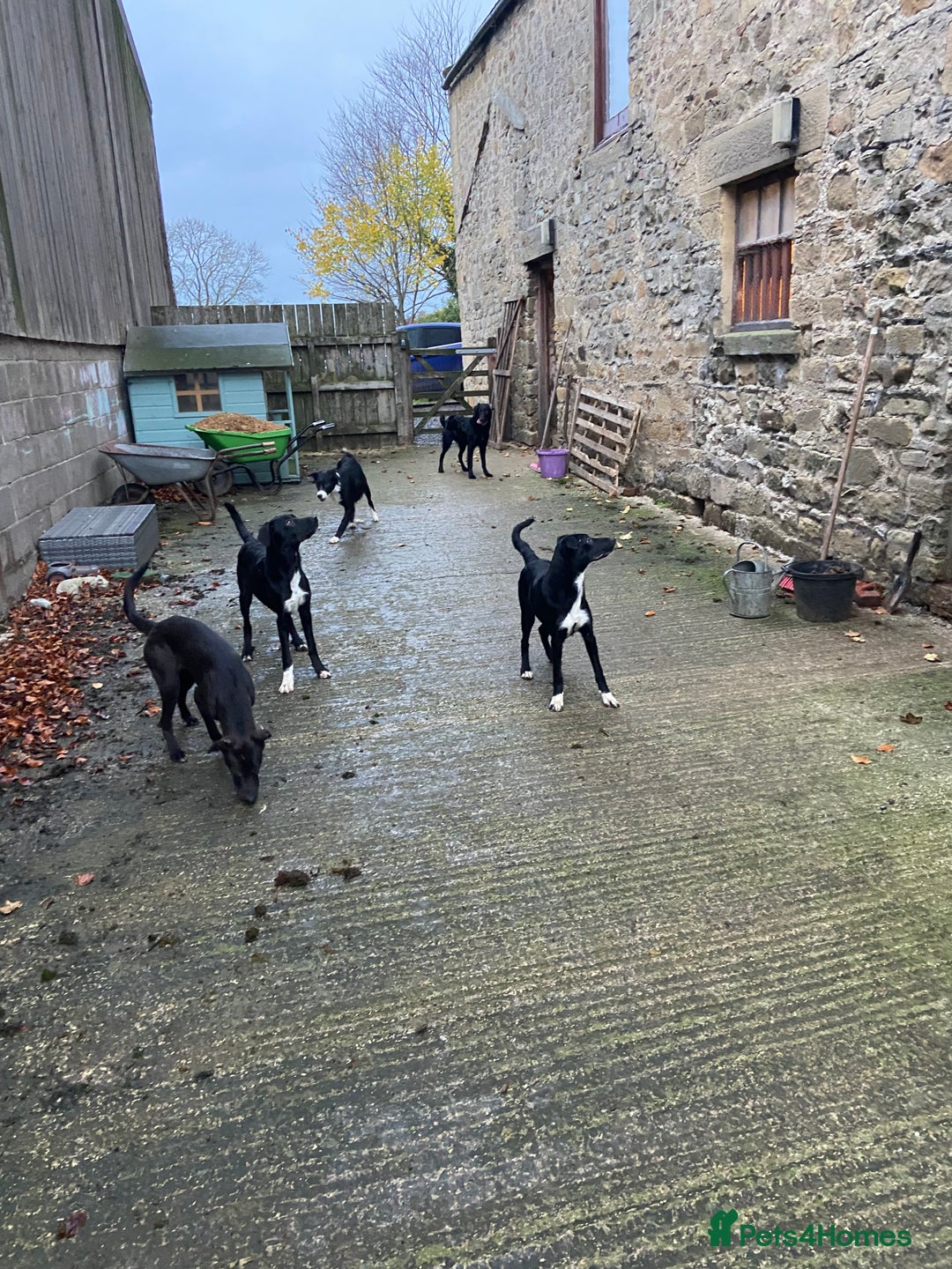 Mixed Breed dogs for sale: Collie x Huntaway pups - Advert 8