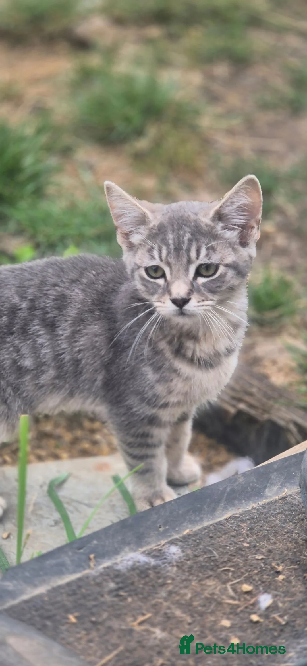 Mixed Breed cats for sale: Mixed sex and colour kittens - Advert 6