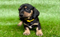 Dachshund dogs for sale: Black & Cream, Chocolate & Cream Dachshund Puppies - Image 10