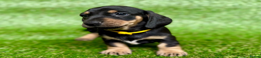 Dachshund Puppy 2