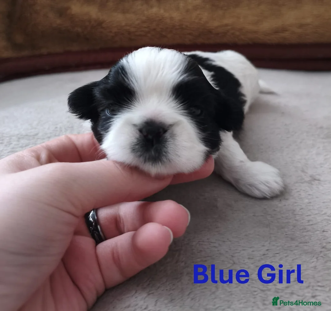 Shih Tzu dogs for sale: Pure Shih Tzu Puppies  - Advert 16