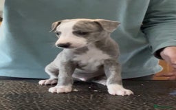 Whippet dogs for sale: Show Quality Blue Brindle KC Registered Whippets - Image 30