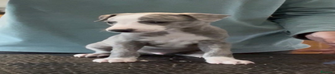 Whippet Puppy 1