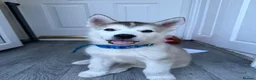 Alaskan Malamute dogs for sale: Alaskan malamute  - Advert 1