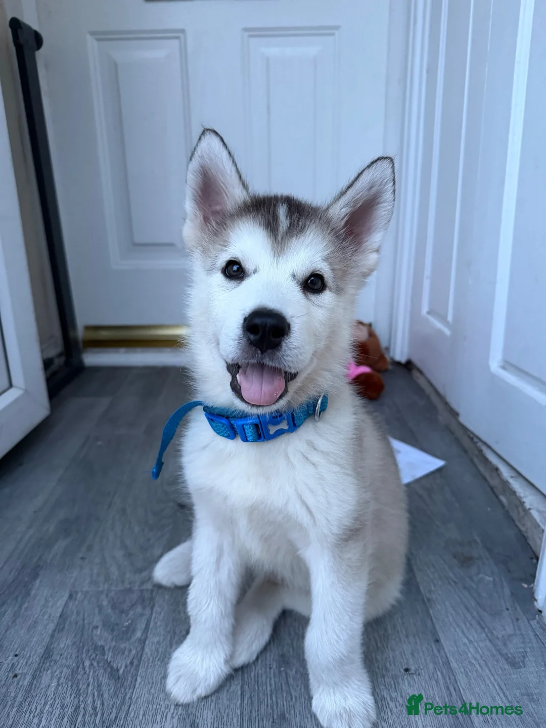 Alaskan Malamute dogs for sale: Alaskan malamute  - Advert 1