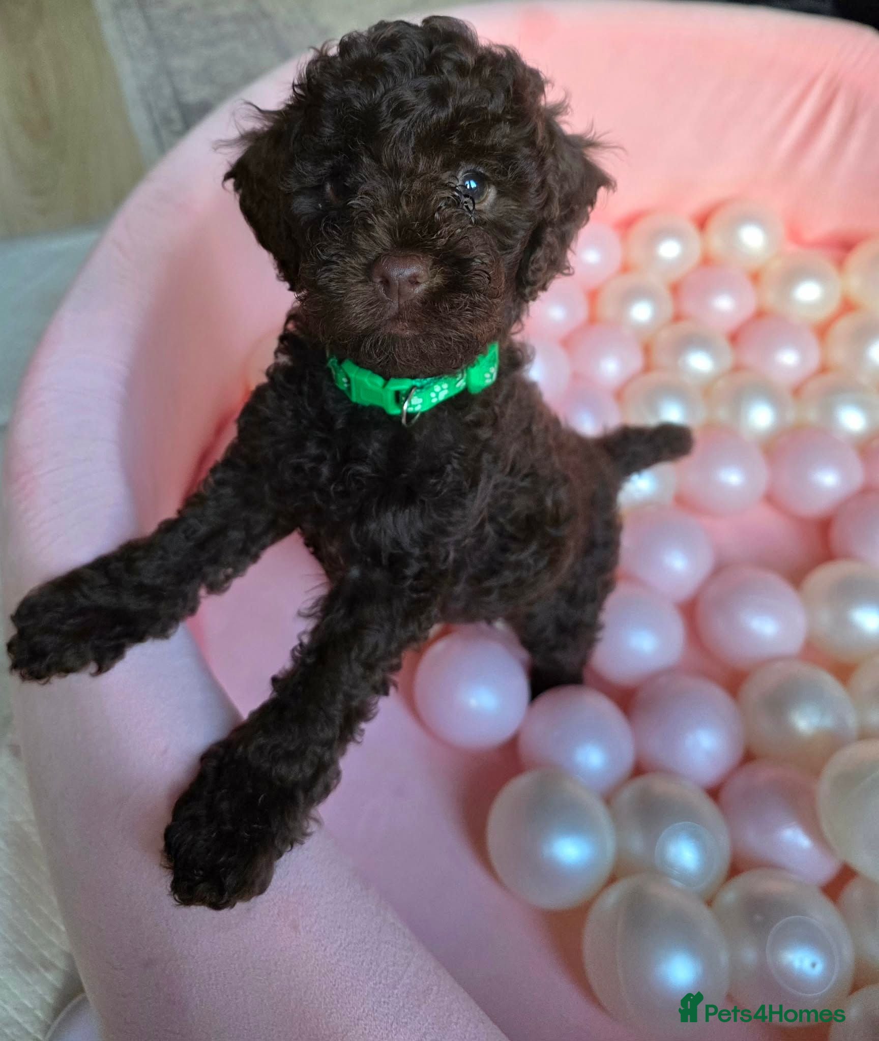 Sproodle dogs Beautiful Sproodle pups - Advert 1