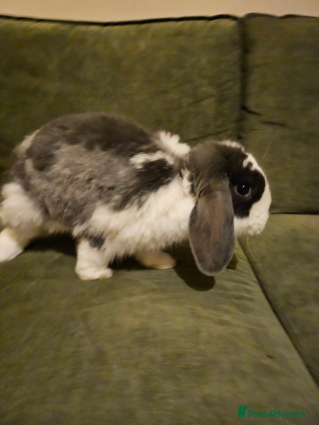 Dwarf Lop rabbits for sale: Gandalf the Lop - Advert 3