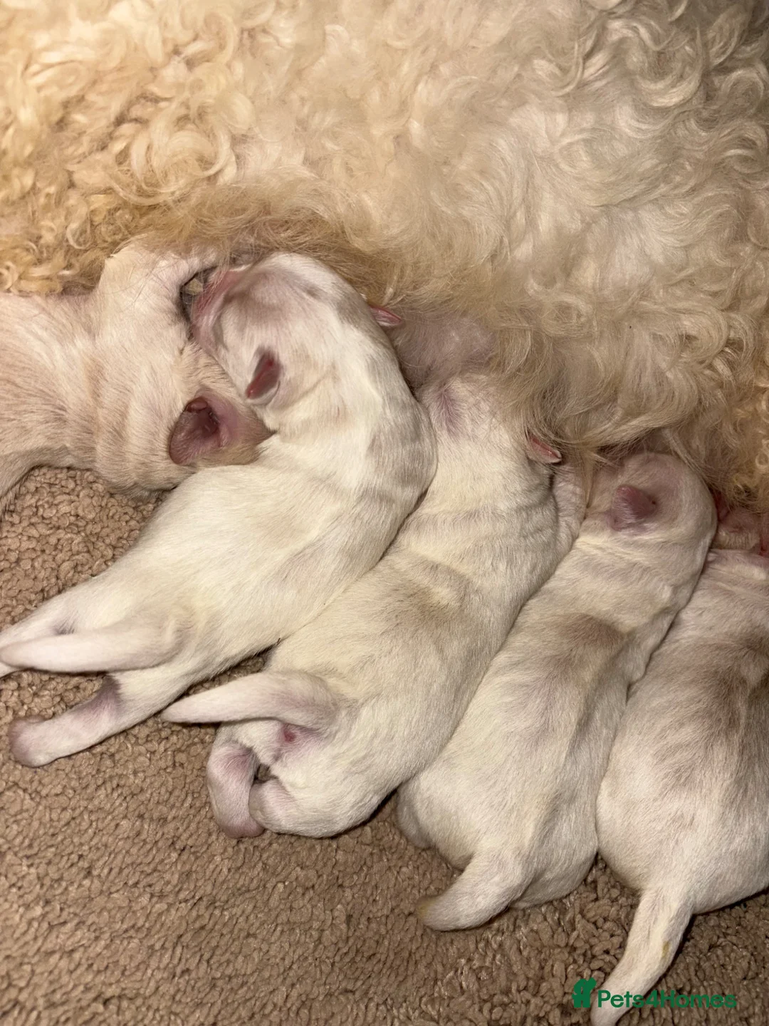 Bichon Frise dogs for sale: 5 Beautiful Bichon Frise Puppies  in Swansea - Advert 8