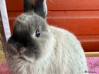Netherland Dwarf rabbits in Barrow-in-Furness - Advert 12