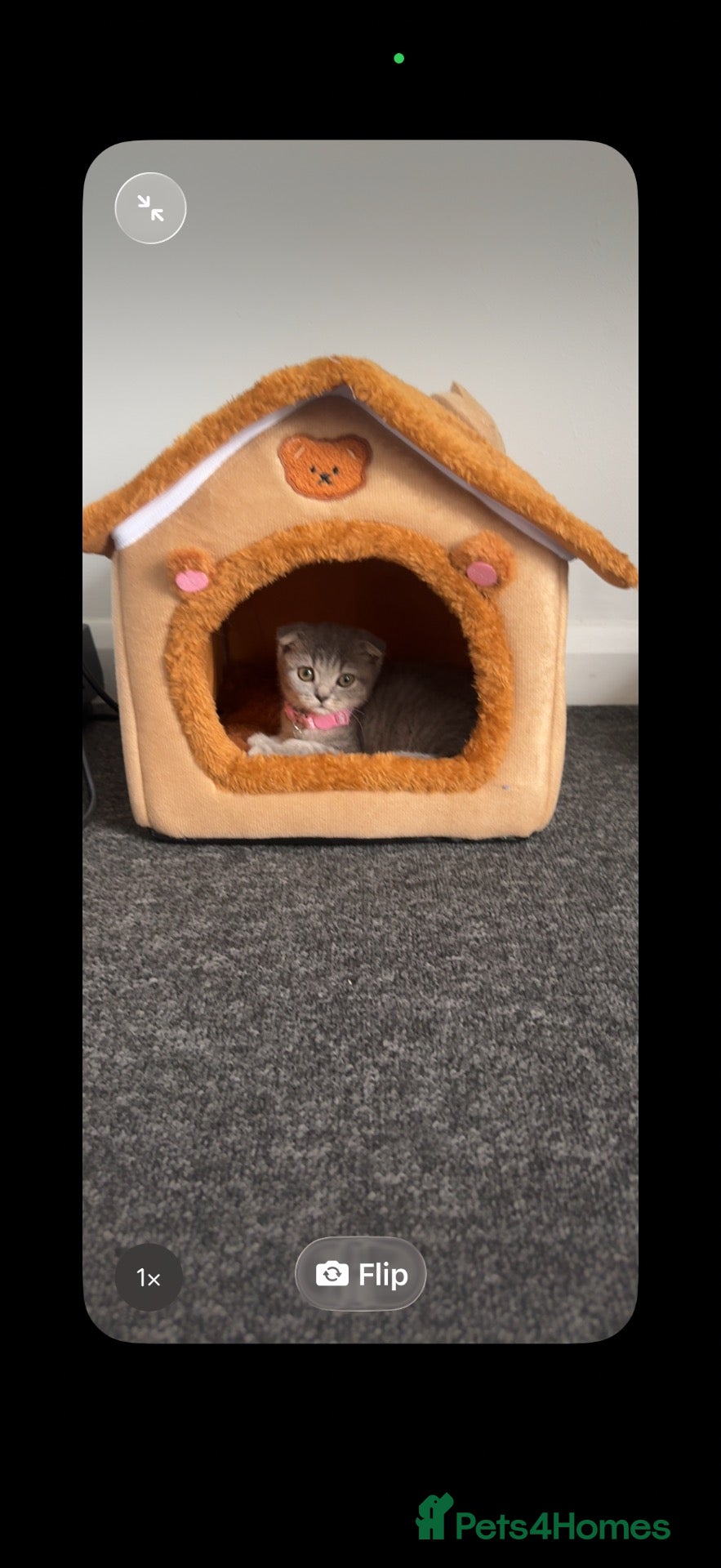 Scottish Fold cats Grey Beautiful scottish Fold Kitten  - Advert 1