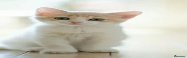 Kitten 2