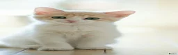 Mixed Breed cats for sale: Test litter of wonderful cats - Advert 4