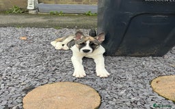 Mixed Breed dogs for sale: American Akita Puppy - 4 months old - Image 1