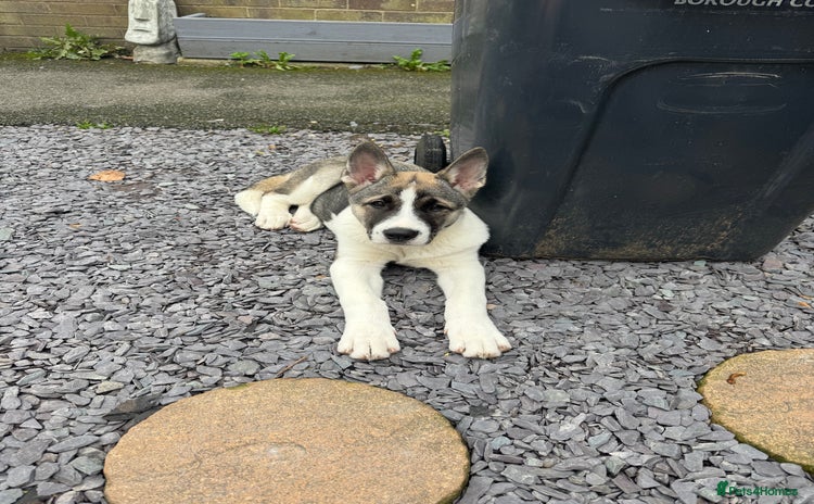 Mixed Breed dogs - Advert 1