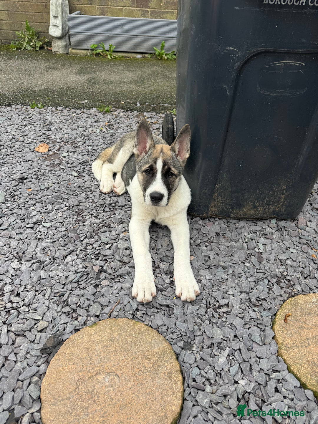 Mixed Breed dogs for sale: American Akita Puppy - 4 months old - Image 1