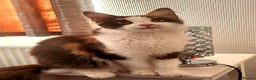 Maine Coon cats for sale: Beautiful Purebred maine coon kittens - Advert 7