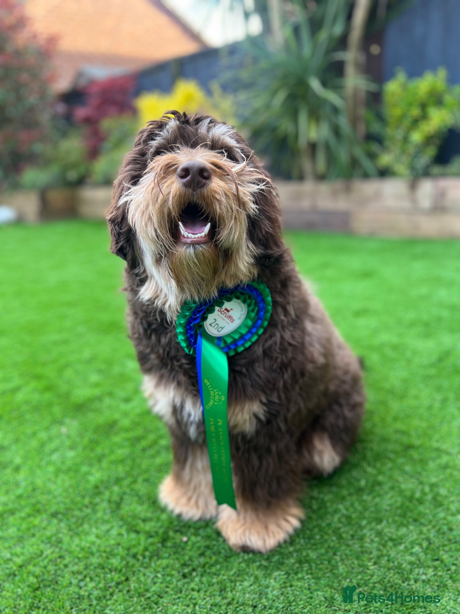 Labradoodle dogs 🐾 Exceptional Tri-Phantom Labradoodle Stud - Advert 1