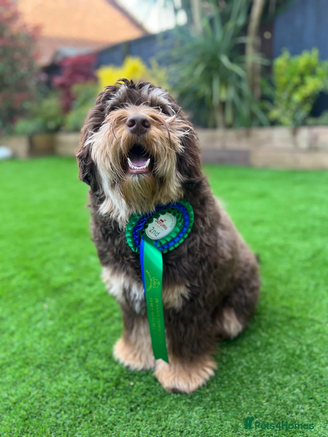 Labradoodle dogs for stud: 🐾 Exceptional Tri-Phantom Labradoodle Stud in Coalville - Advert 1
