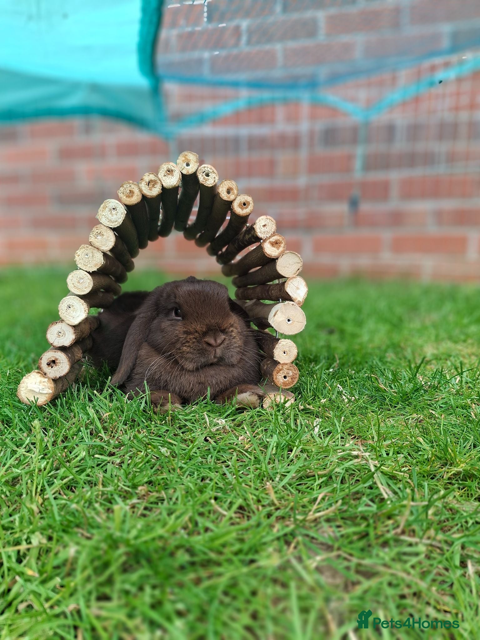 Mini Lop rabbits Chocolate Mini Lop Doe - Advert 2