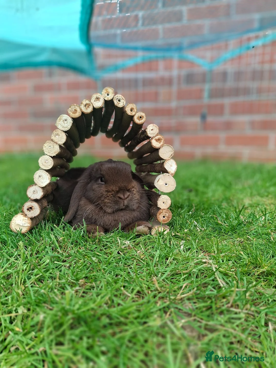 Mini Lop rabbits for sale: Chocolate Mini Lop Doe - Advert 2