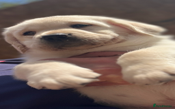 Labrador Retriever dogs for sale: Exceptional quality  - Image 4
