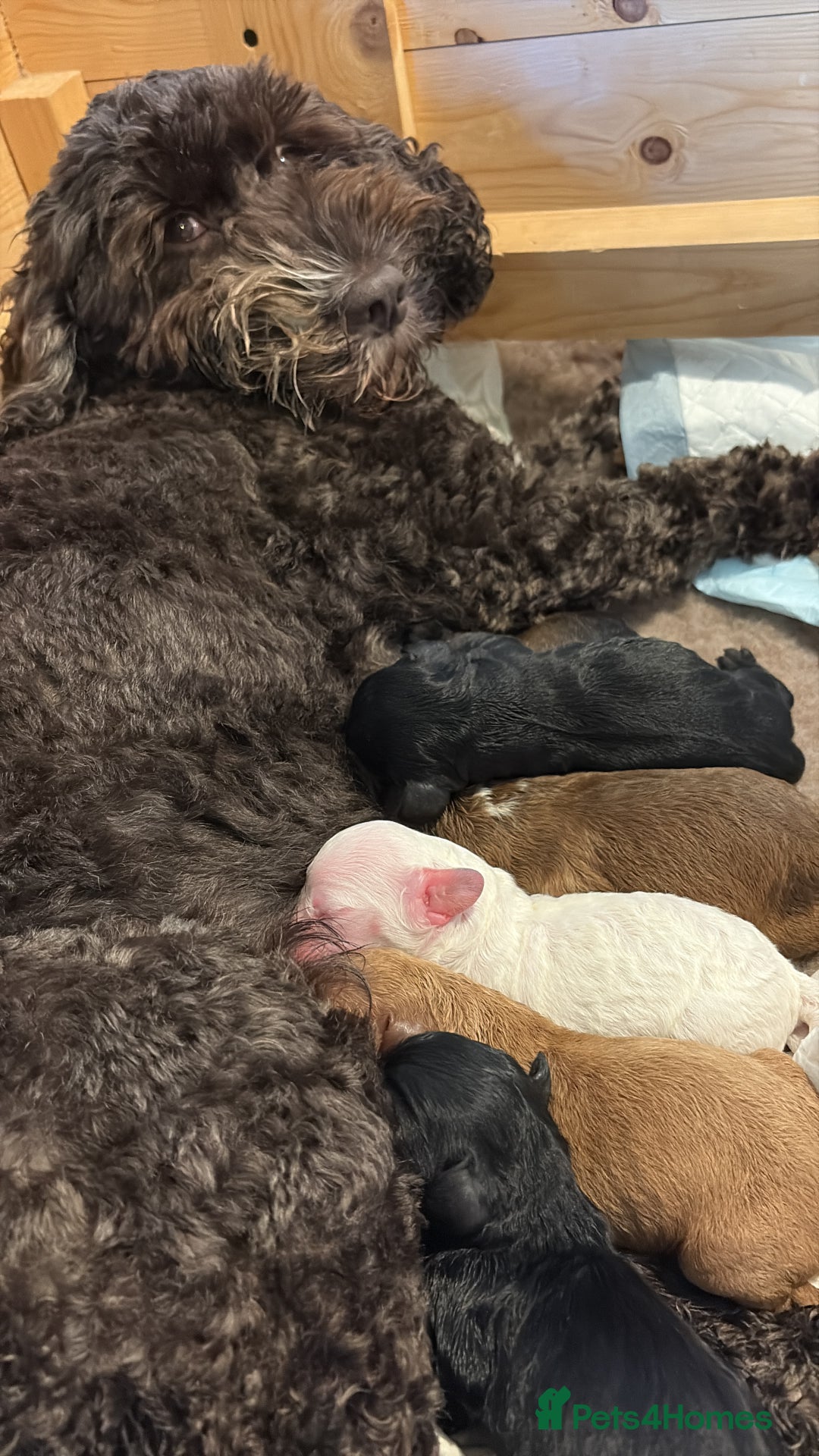 Cockapoo dogs for sale: Charming Cockapoo puppies. Pick your perfect pal! - Advert 7