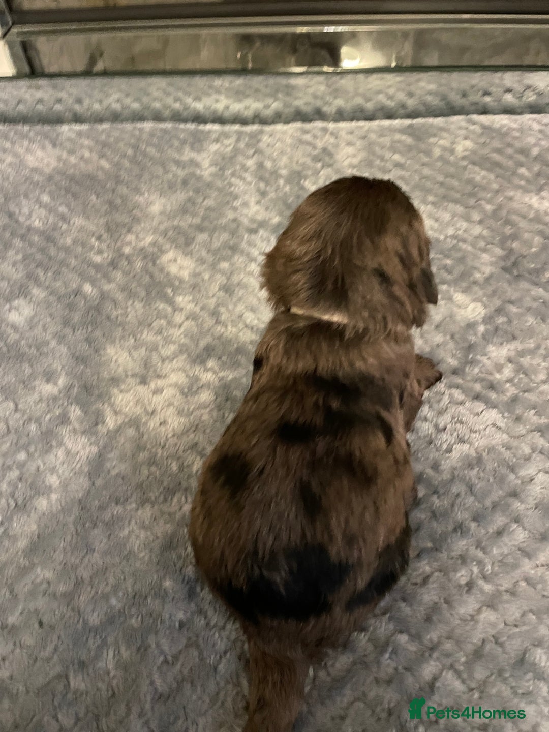 Cockapoo dogs for sale: 5 ⭐️ Cockapoo Puppies for 5 ⭐️ homes only - Image 20
