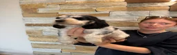 Cocker Spaniel dogs for sale: ❤️ Stunning K.C Show Cocker Spaniels ❤️ - Advert 11