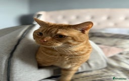 Mixed Breed cats for sale: Large male - Image 3