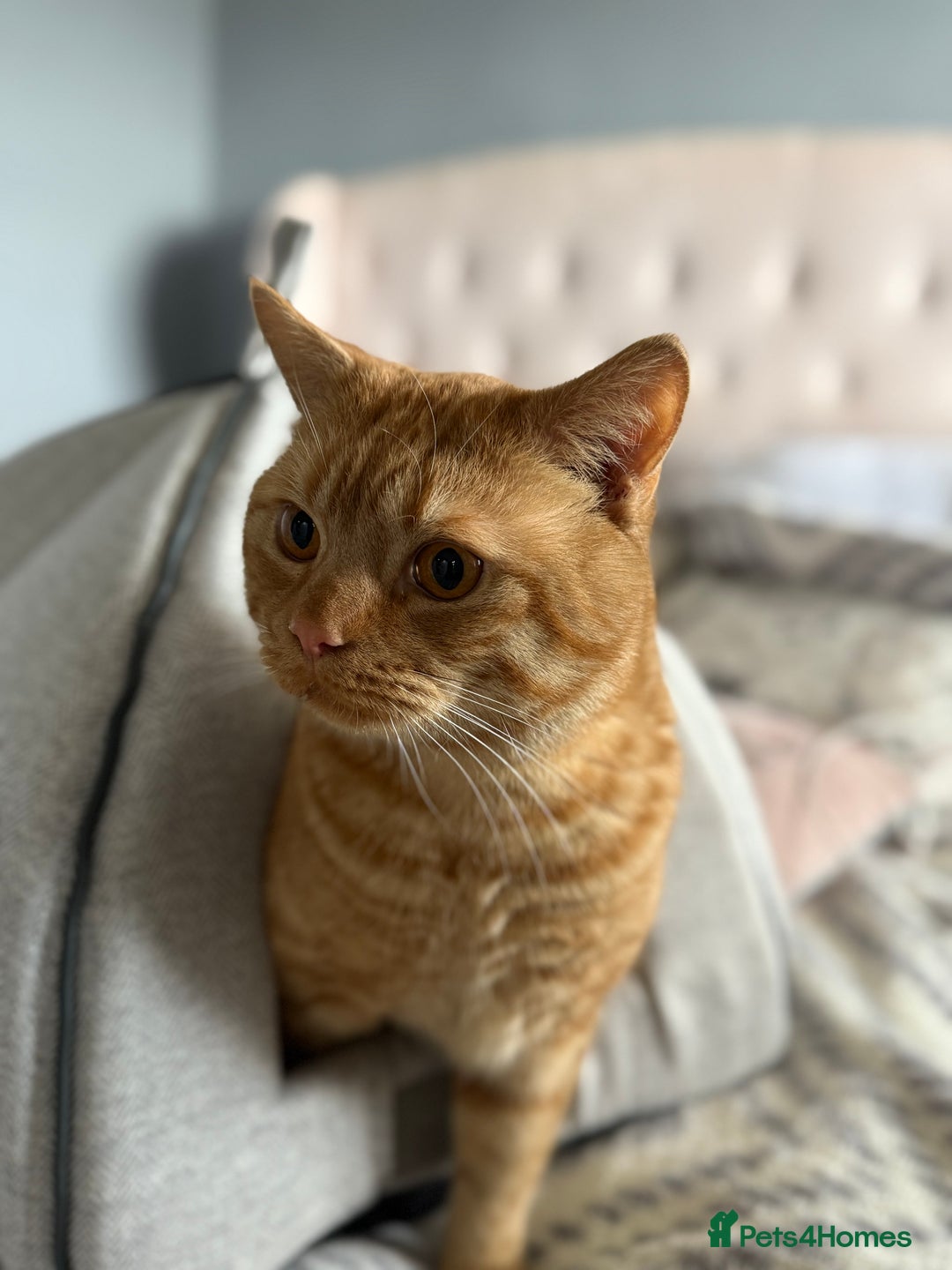 Mixed Breed cats for sale: Large male - Image 3