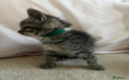 Ragdoll cats for sale: Ragdoll X Kittens - Image 15